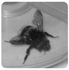 abejorro