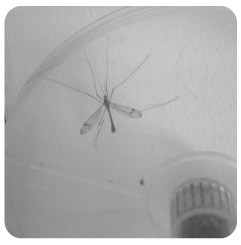 mosquito