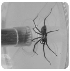 araignée