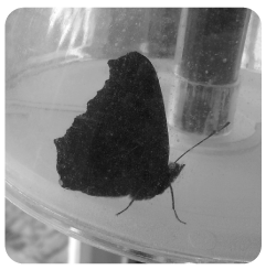 papillon