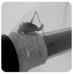 grasshopper