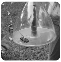 beetle