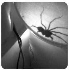 araña