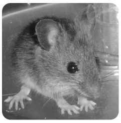 souris