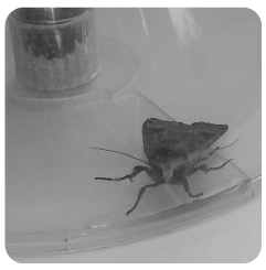 papillon de nuit