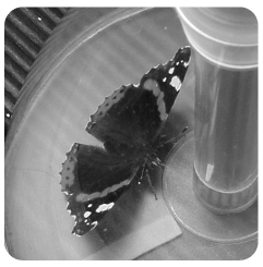 papillon