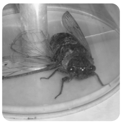escarabajo