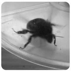abejorro