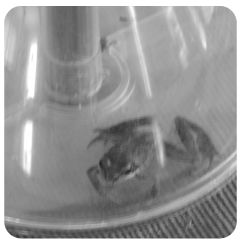 grenouille