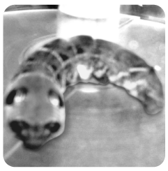 oruga