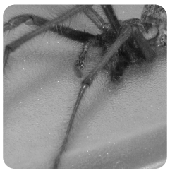 araña