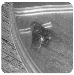 mouche