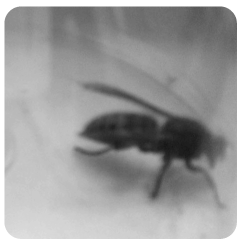 avispa