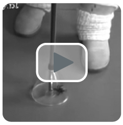 vídeo de trampas para arañas e insectos