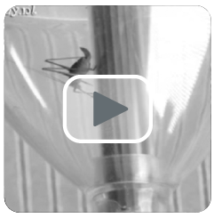 vídeo del luxebugaway en la práctica