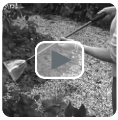 ídeo del luxebugaway: capturado